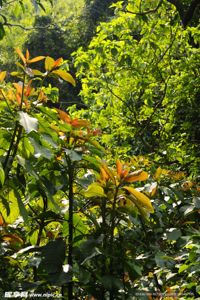 野外植物