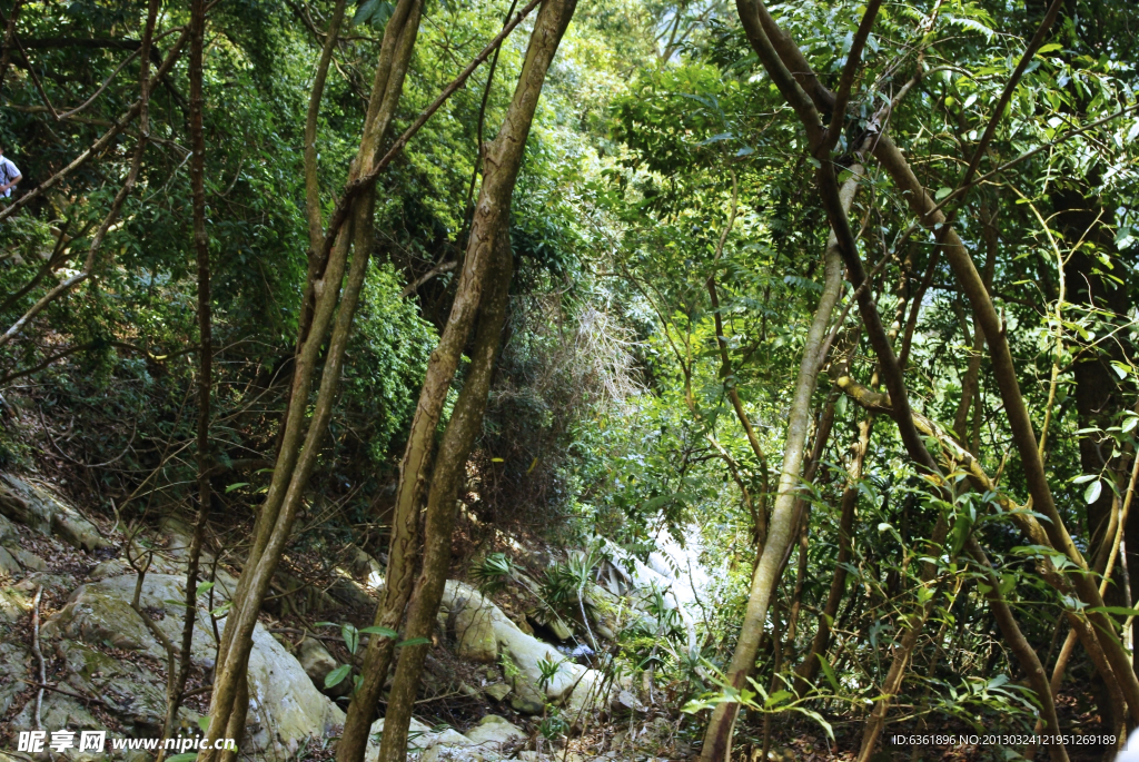 藤条植物 野外植物 山涧植物