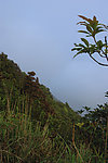 山坡植物
