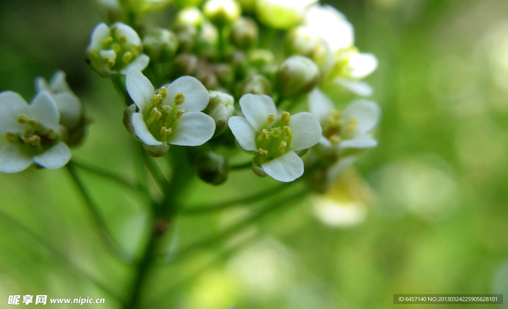 荠菜花