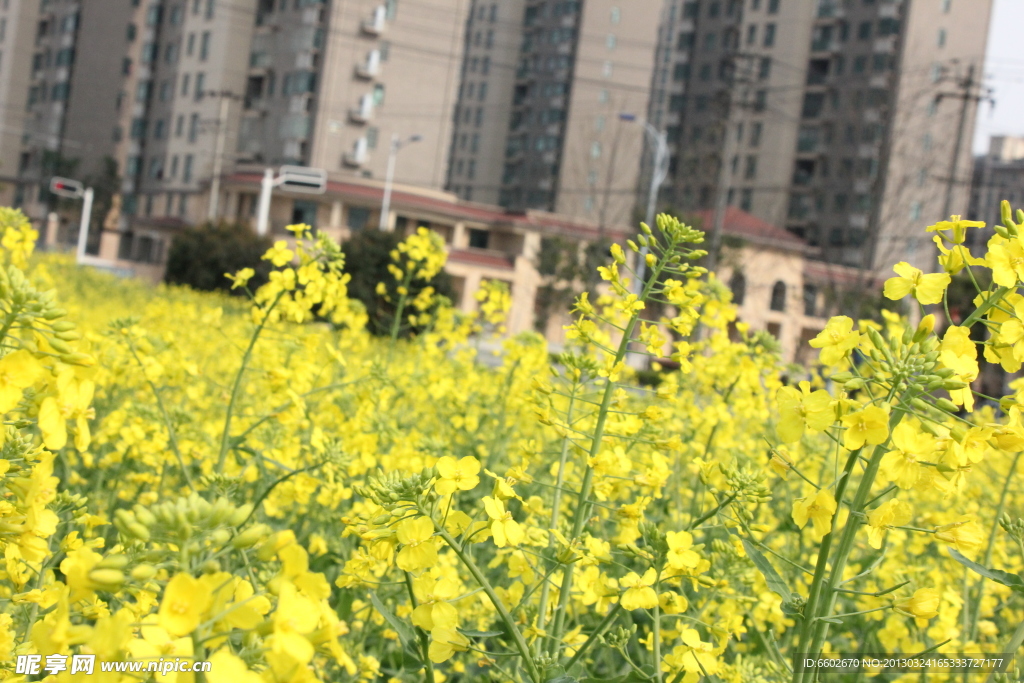 油菜花