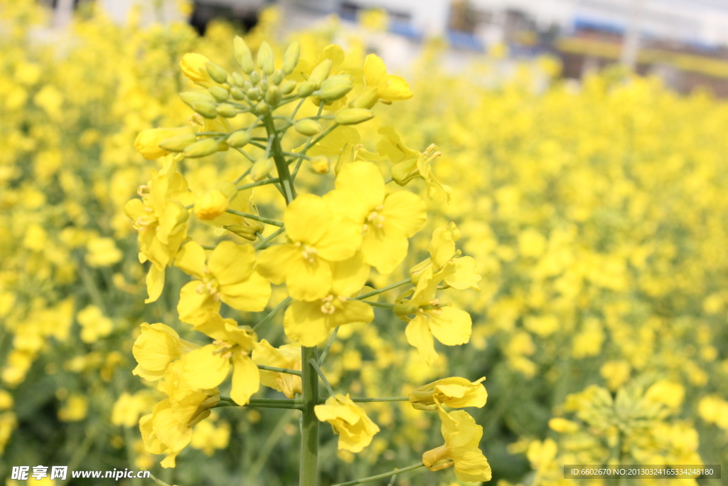 油菜花