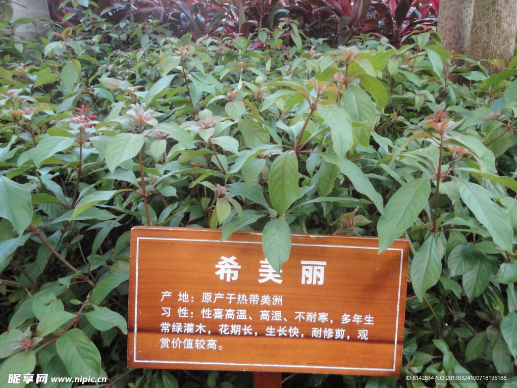希美丽