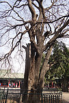 双抱树