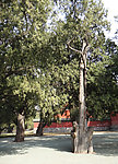 苍老古柏