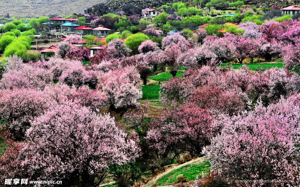 樱花山