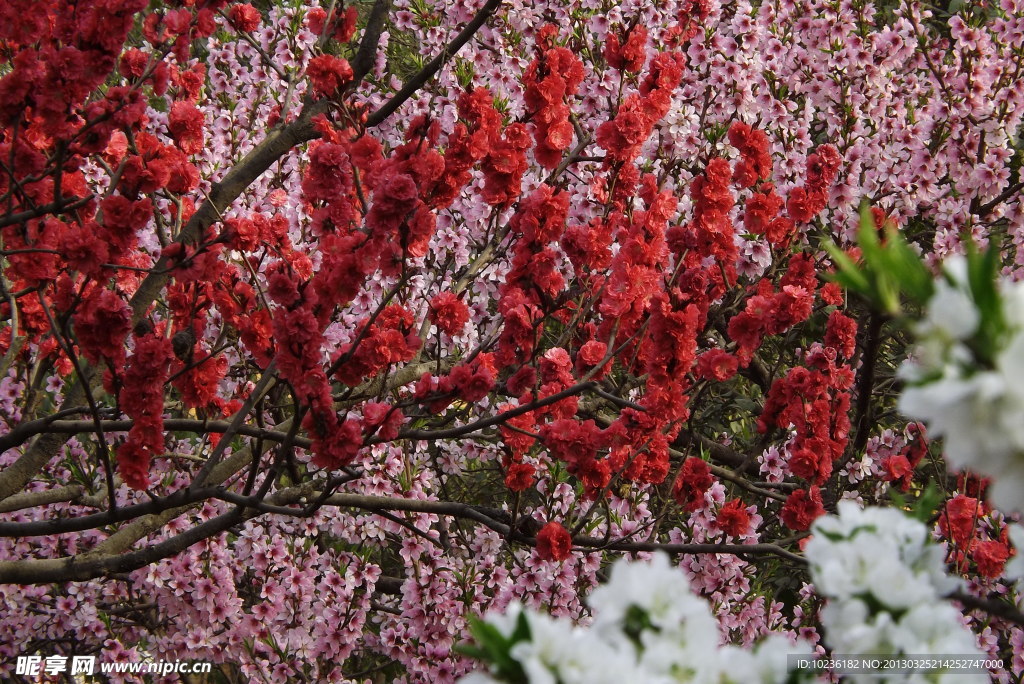 灿烂桃花