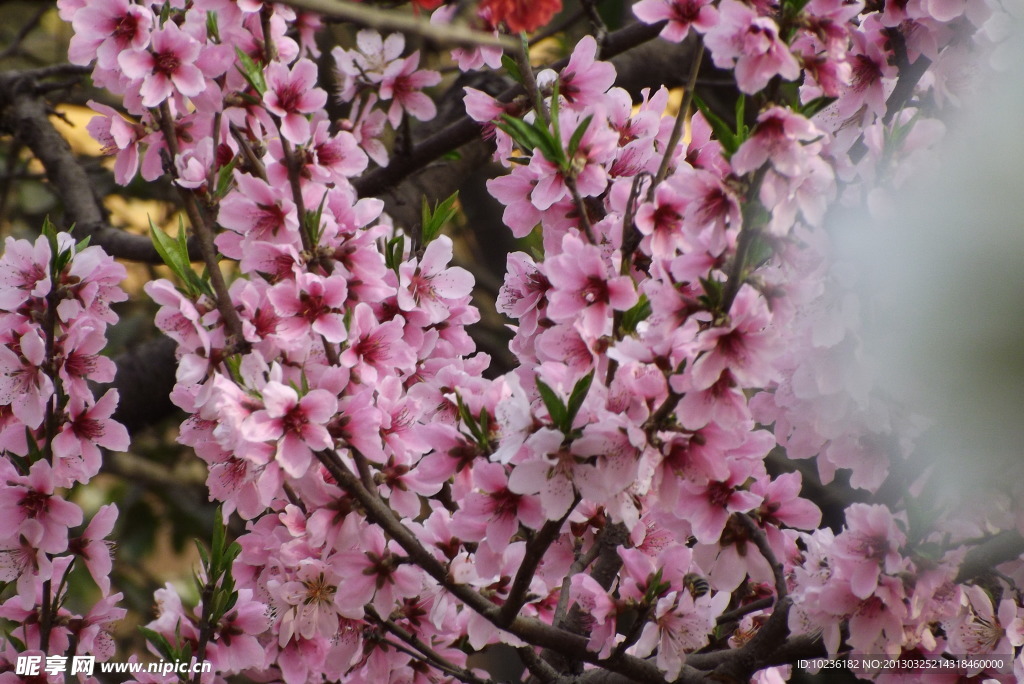 桃花