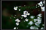 小花