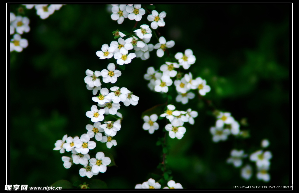 小花