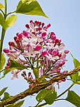 丁香花