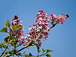 丁香花