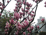 玉兰花