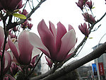 玉兰花
