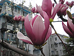 玉兰花