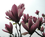 玉兰花