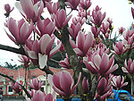 玉兰花