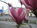 玉兰花