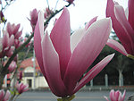 玉兰花