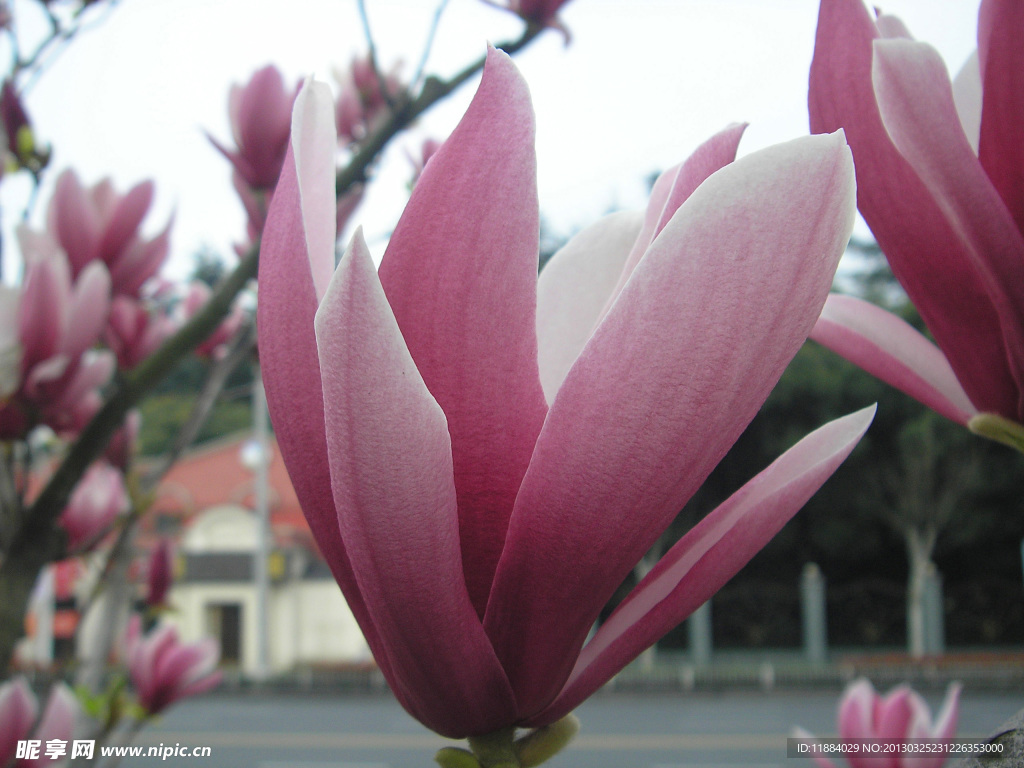 玉兰花