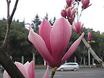 玉兰花