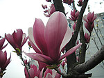 玉兰花