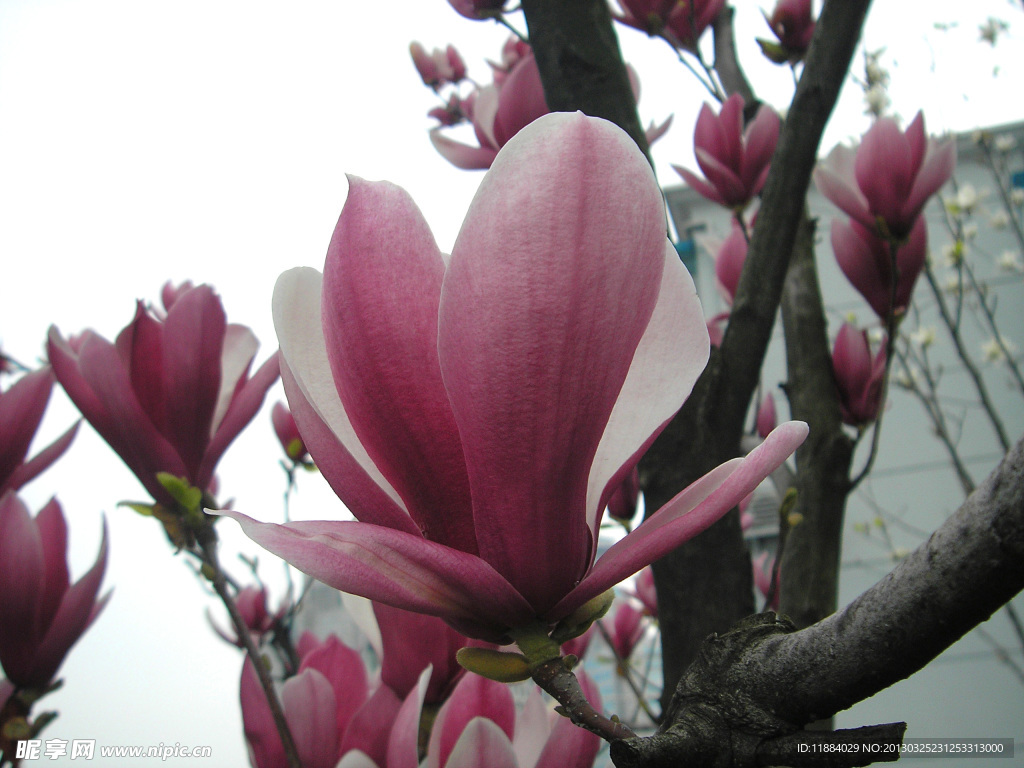 玉兰花