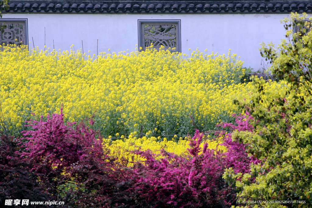 油菜花