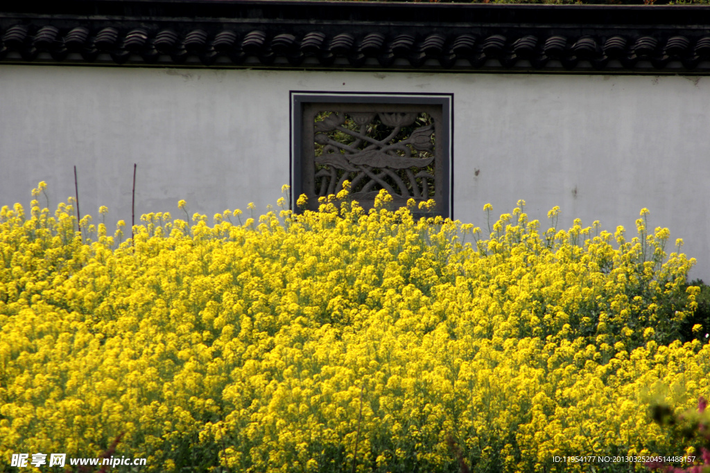 油菜花