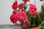 长寿花