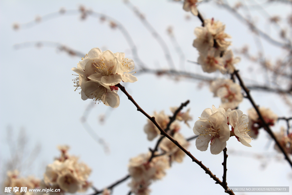 紫叶李