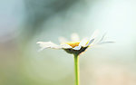小雏菊