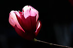 花影