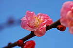 花韵