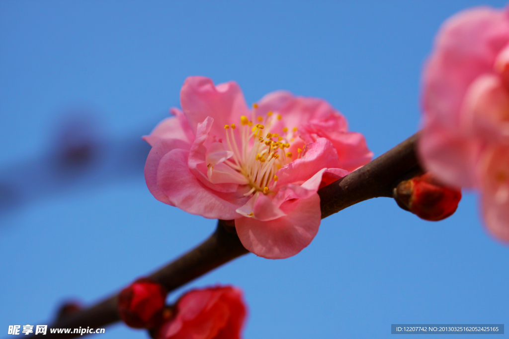 花韵