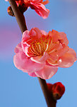 花韵
