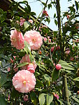茶花