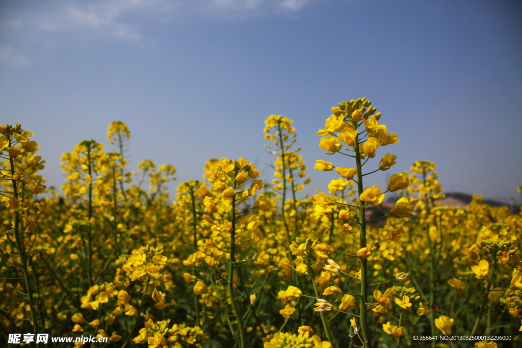 油菜花