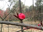 山桃花
