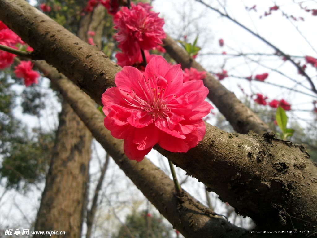桃花