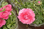 花毛茛