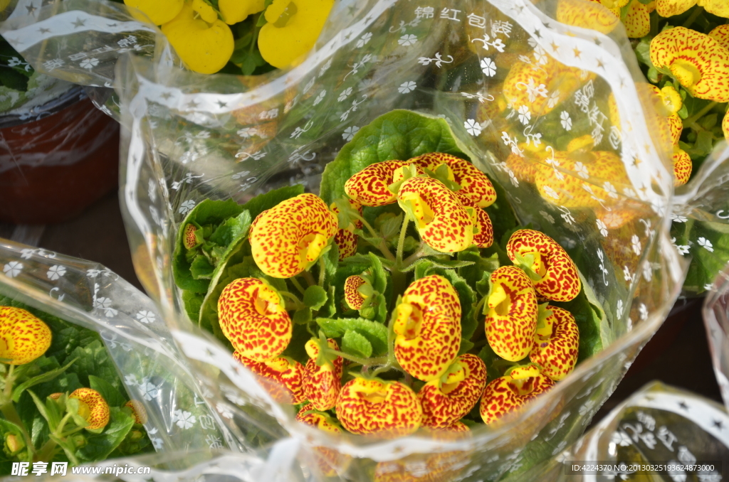蒲包花