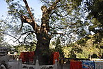 北京 戒台寺