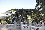 北京 戒台寺