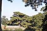 北京 戒台寺