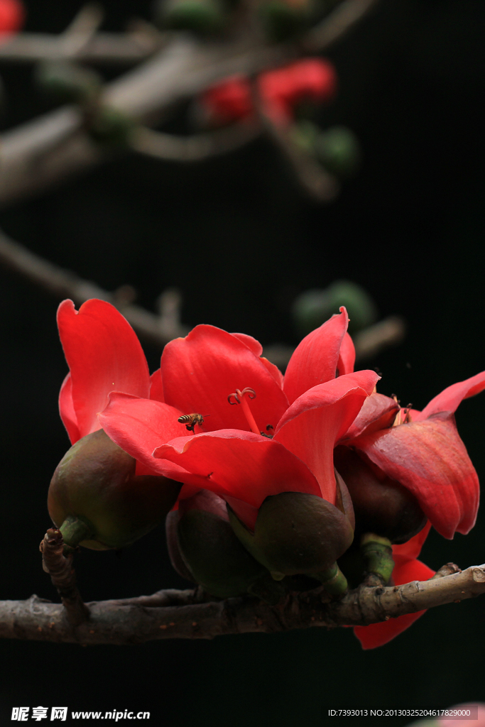 木棉花