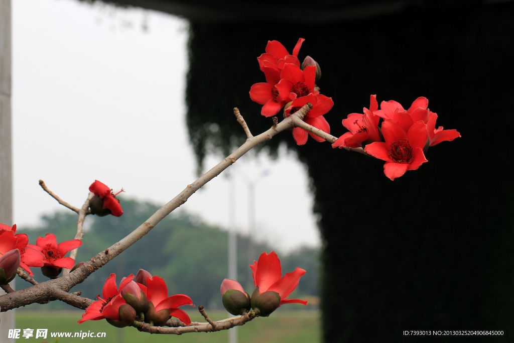 木棉花