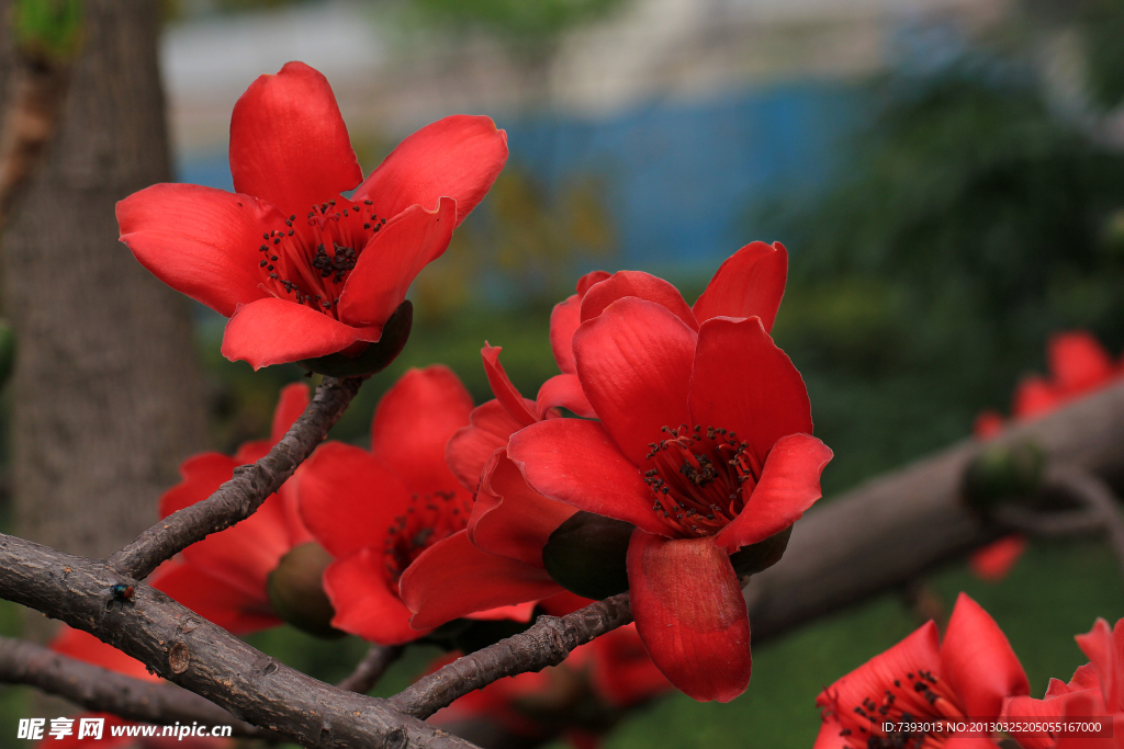 木棉花