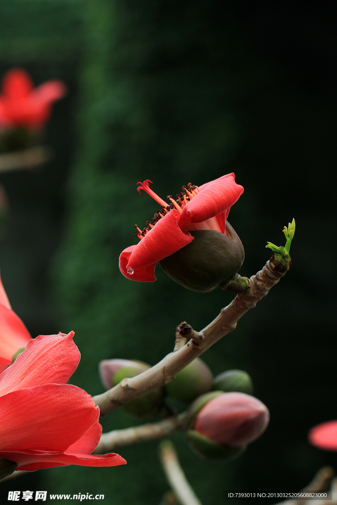 木棉花