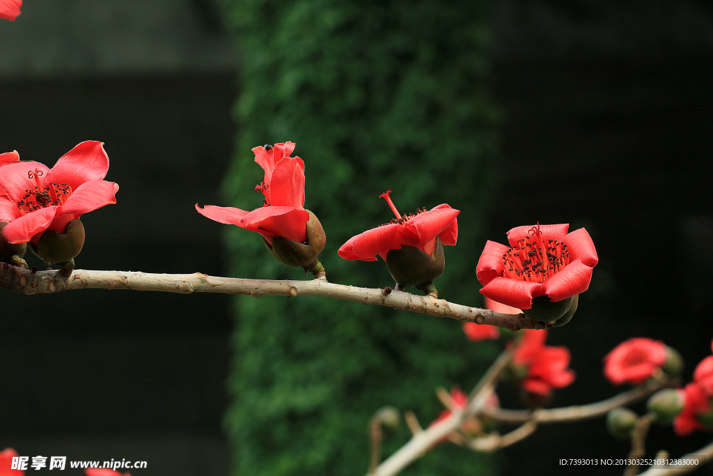 木棉花